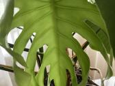 Monstera deliciosa dideliais karpytais lapais - nuotraukos Nr. 3