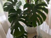 Monstera deliciosa dideliais karpytais lapais
