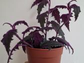 Gynura Aurantiaca