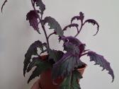 Gynura Aurantiaca - nuotraukos Nr. 3