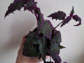 Gynura Aurantiaca - nuotraukos Nr. 5