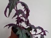 Gynura Aurantiaca - nuotraukos Nr. 6
