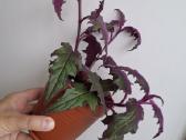 Gynura Aurantiaca - nuotraukos Nr. 4