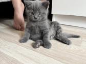 Škotų stačiaausis katinėlis - nuotraukos Nr. 4