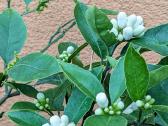 Augalas citrinmedis, apelsinmedis, limeta - nuotraukos Nr. 4
