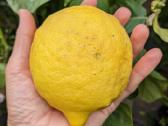 Augalas citrinmedis, apelsinmedis, limeta - nuotraukos Nr. 5