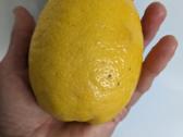 Augalas citrinmedis, apelsinmedis, limeta - nuotraukos Nr. 6