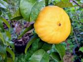 Augalas citrinmedis, apelsinmedis, limeta - nuotraukos Nr. 7