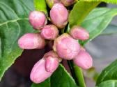 Augalas citrinmedis, apelsinmedis, limeta - nuotraukos Nr. 8