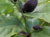Augalas citrinmedis, apelsinmedis, limeta - nuotraukos Nr. 10