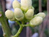 Augalas citrinmedis, apelsinmedis, limeta - nuotraukos Nr. 11