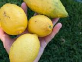 Augalas citrinmedis, apelsinmedis, limeta - nuotraukos Nr. 12