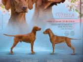 Vizsla Šuniukai pasiruošę keliauti į naujus namus - nuotraukos Nr. 7