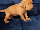 Vizsla Šuniukai pasiruošę keliauti į naujus namus - nuotraukos Nr. 20