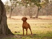 Vizsla Šuniukai pasiruošę keliauti į naujus namus - nuotraukos Nr. 24
