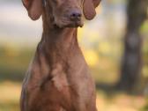 Vizsla Šuniukai pasiruošę keliauti į naujus namus - nuotraukos Nr. 21