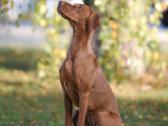Vizsla Šuniukai pasiruošę keliauti į naujus namus - nuotraukos Nr. 22
