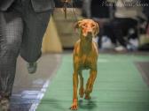 Vizsla Šuniukai pasiruošę keliauti į naujus namus - nuotraukos Nr. 25