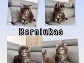 Meino meškėnai su kilmės dokumentais