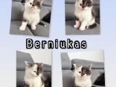 Meino meškėnai su kilmės dokumentais - nuotraukos Nr. 2