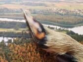 Vokiškas Jagdnicker peilis - nuotraukos Nr. 12