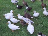 Call duck ančiukai