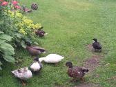 Call duck ančiukai - nuotraukos Nr. 3