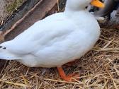 Call duck ančiukai - nuotraukos Nr. 4