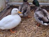 Call duck ančiukai - nuotraukos Nr. 5