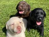 Labradorų retriverių šuniukai - nuotraukos Nr. 7