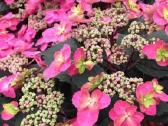 Žydi ant naujų šakų! Hortenzija Blackberry Pie - nuotraukos Nr. 2