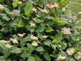 Žydi ant naujų šakų! Hortenzija Blackberry Pie - nuotraukos Nr. 4