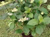 Žydi ant naujų šakų! Hortenzija Blackberry Pie - nuotraukos Nr. 6
