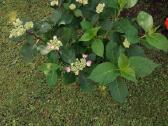 Žydi ant naujų šakų! Hortenzija Blackberry Pie - nuotraukos Nr. 7