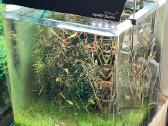 Akvariumas Dennerle 30l , Chihiros Wrgb30 II
