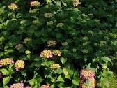 Žydi ant naujų šakų! Hortenzija Summer Love - nuotraukos Nr. 2