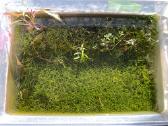 Krevetės Red Crystal su akvariumu - nuotraukos Nr. 2