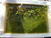 Krevetės Red Crystal su akvariumu
