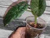 Alocasia regal shields - nuotraukos Nr. 2