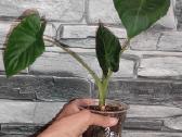 Alocasia regal shields - nuotraukos Nr. 3