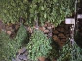Šviežios beržinės vantos - nuotraukos Nr. 4