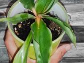 Chlorophytum Green Orange