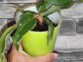 Chlorophytum Green Orange - nuotraukos Nr. 2