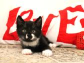 Be galo mielas kačiukas Romeo ieško namų !