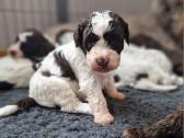 Lagotto Romagnolo - šuniukai su Fci kilmės dok