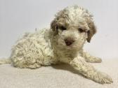 Lagotto Romagnolo - šuniukai su Fci kilmės dok - nuotraukos Nr. 2