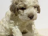 Lagotto Romagnolo - šuniukai su Fci kilmės dok - nuotraukos Nr. 3