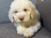 Lagotto Romagnolo - šuniukai su Fci kilmės dok - nuotraukos Nr. 4