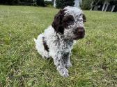 Lagotto Romagnolo - šuniukai su Fci kilmės dok - nuotraukos Nr. 5