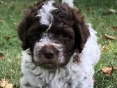 Lagotto Romagnolo - šuniukai su Fci kilmės dok - nuotraukos Nr. 6
